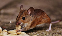 24 Hour & Emergency Exterminators in Pgh, PA